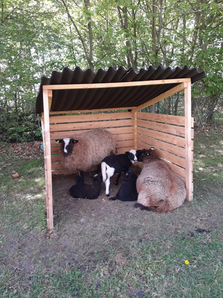 Eco-pâturage au moulin de Verneuil - mai 2023