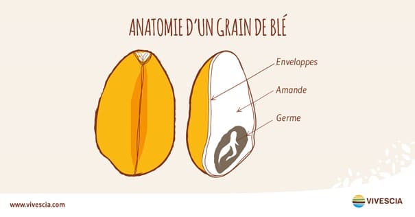 anatomie d'un grain de blé