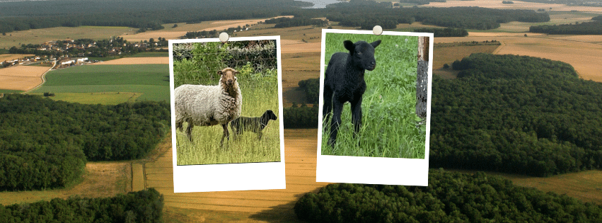 eco-grazing-briare-brienne