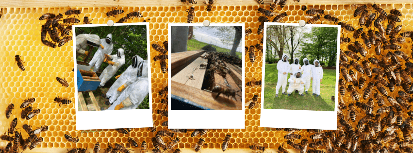beehives-bees-mills-Reims-Verneuil